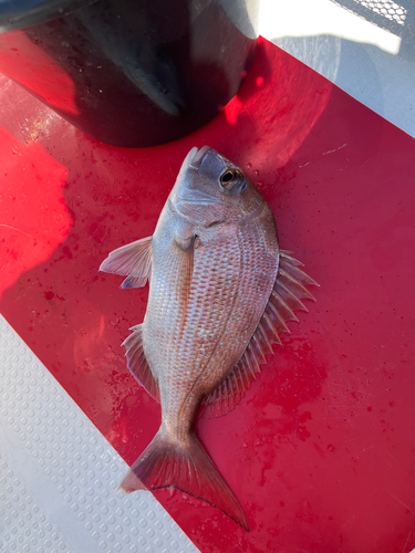 タイの釣果