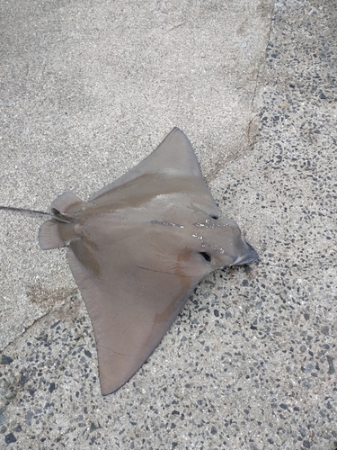 ナルトビエイの釣果