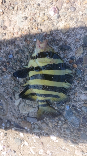 イシダイの釣果