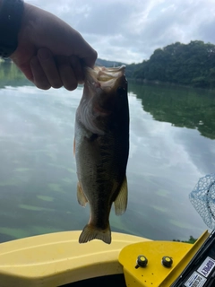 ラージマウスバスの釣果