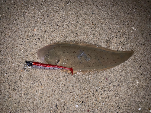 シタビラメの釣果