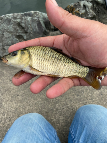 コイの釣果