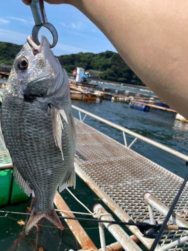 キチヌの釣果