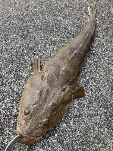 マゴチの釣果