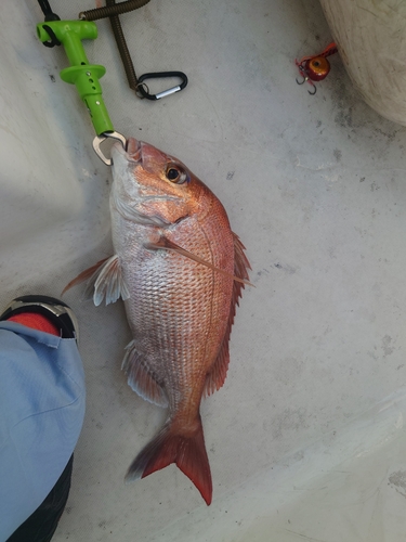 タイの釣果