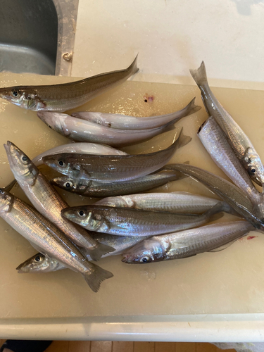 キスの釣果