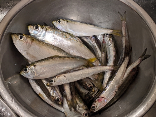 カタクチイワシの釣果