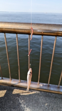 キスの釣果