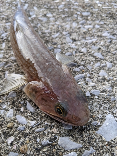 エソの釣果