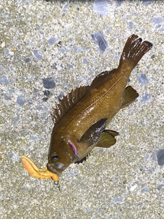 エゾメバルの釣果