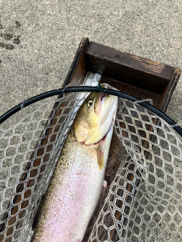 イトウの釣果