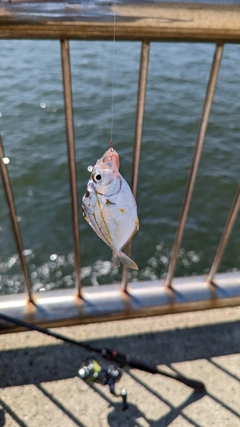 ヒイラギの釣果