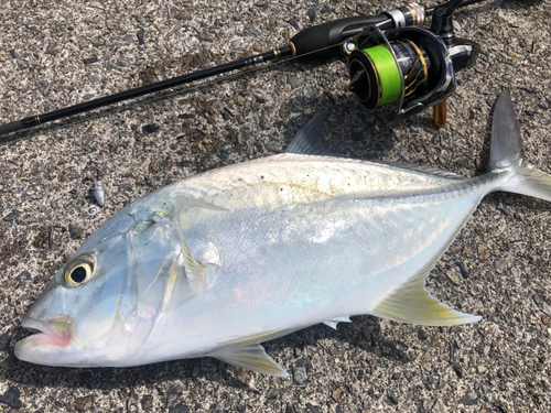 オニヒラアジの釣果