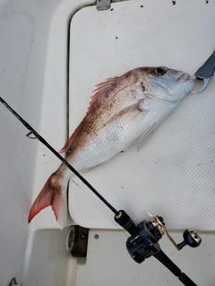 タイの釣果