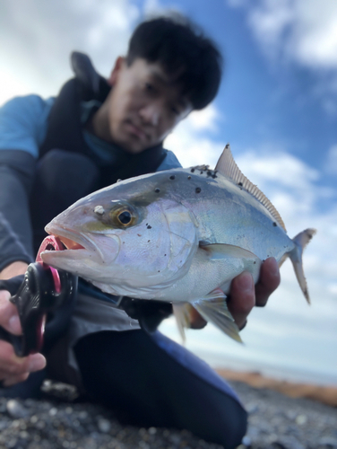 シオの釣果