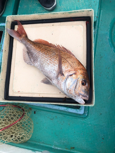 マダイの釣果