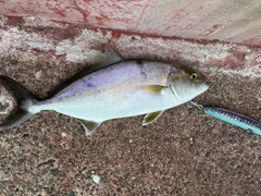 ネリゴの釣果