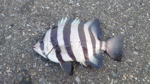 イシダイの釣果