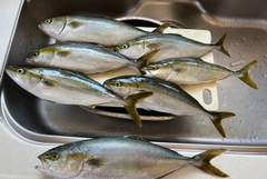 ツバスの釣果
