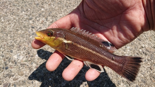 コブダイの釣果