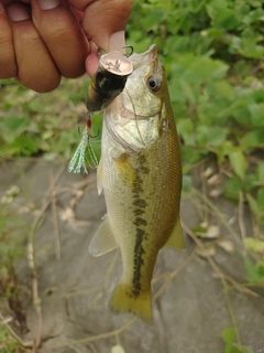 ラージマウスバスの釣果