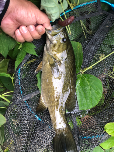 スモールマウスバスの釣果