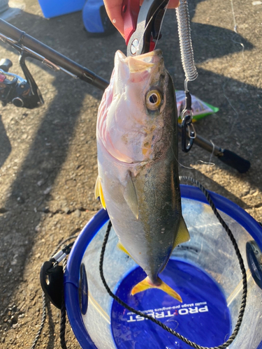 イナダの釣果