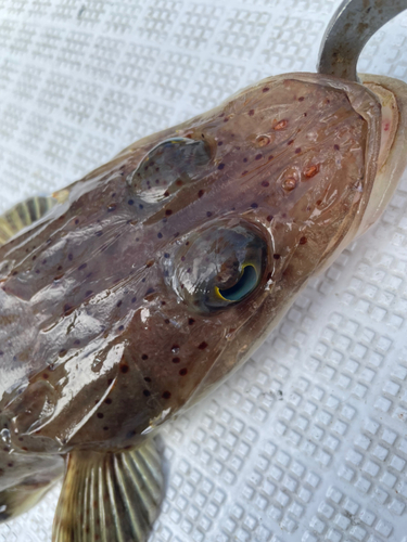 コチの釣果