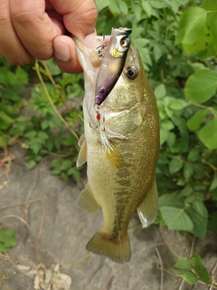 ラージマウスバスの釣果