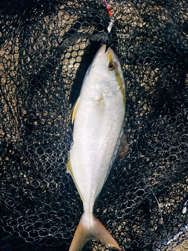 ショゴの釣果