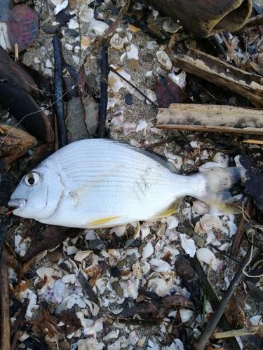 キビレの釣果