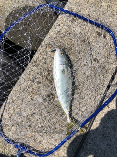 ハマチの釣果