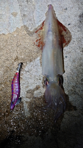 ケンサキイカの釣果