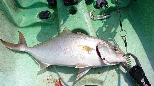 ネリゴの釣果