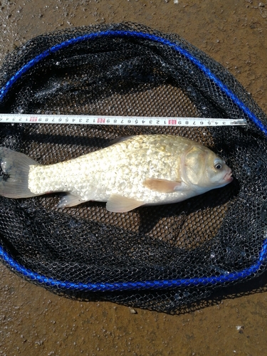 マブナの釣果