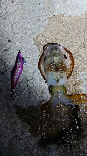 アオリイカの釣果