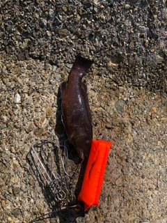 コブダイの釣果