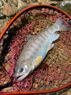 アマゴの釣果