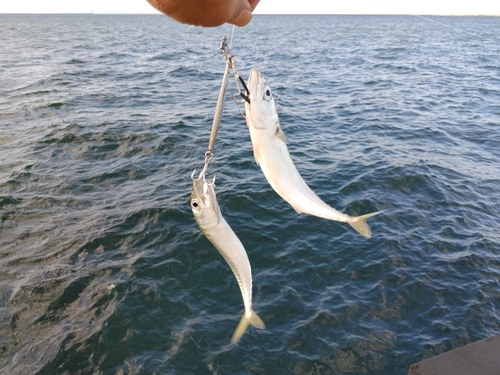 サバの釣果