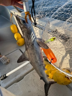 ハンマーヘッドシャークの釣果