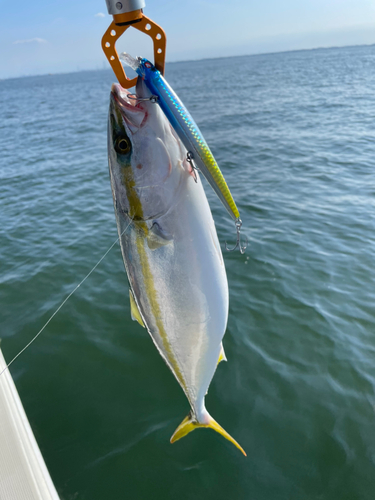 イナダの釣果