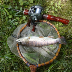 アマゴの釣果