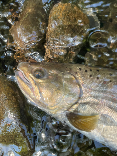 アマゴの釣果