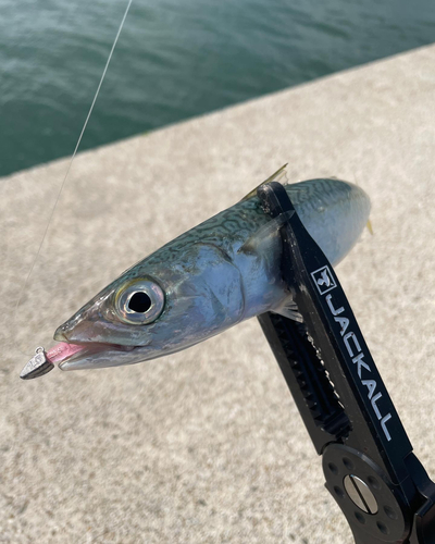 サバの釣果