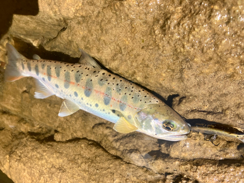 アマゴの釣果