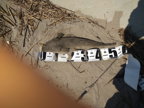 マゴチの釣果