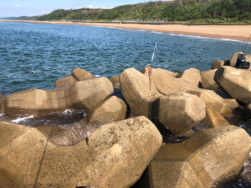 エソの釣果