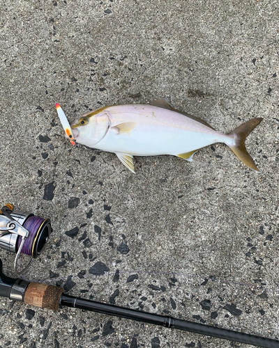 カンパチの釣果