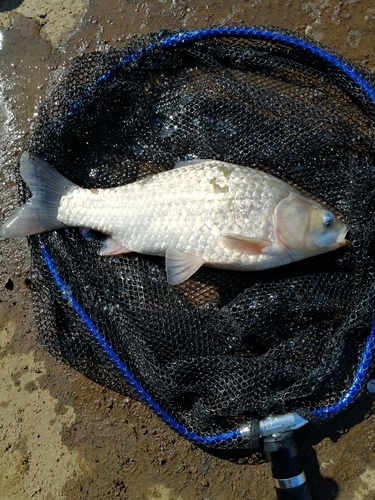 マブナの釣果