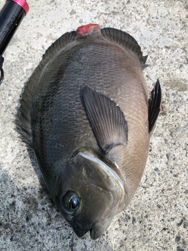 メジナの釣果